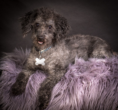 Foster Mokey-1342