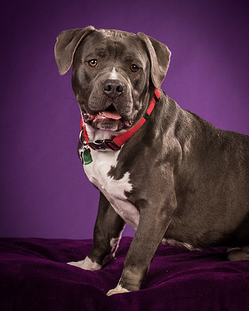 Daisy and Renegade-2575