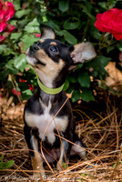 Foster Dandelion-8920