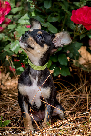 Foster Dandelion-8920