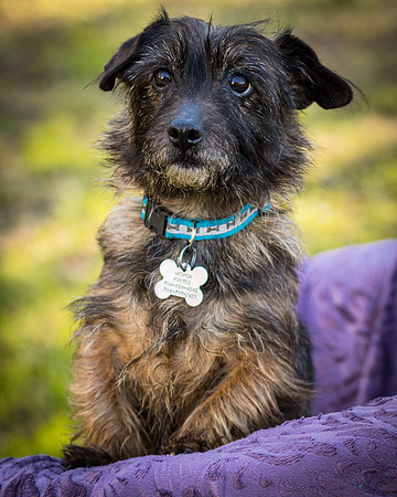 Foster Inky-4172
