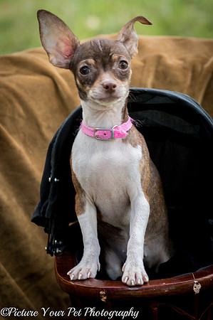 Foster Joanie-3773
