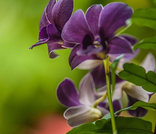 flowers-9207