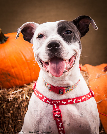 Foster snoopy-7431