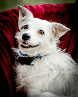 Foster Formiga-9667-2