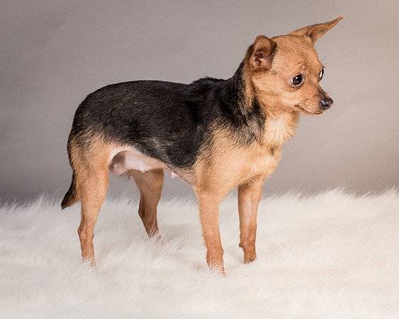 Foster Pixie-3490