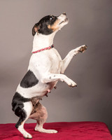 Foster Pollyanna-3824