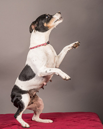 Foster Pollyanna-3824
