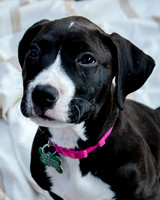 Foster Lola-9866