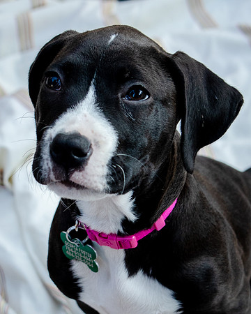Foster Lola-9866