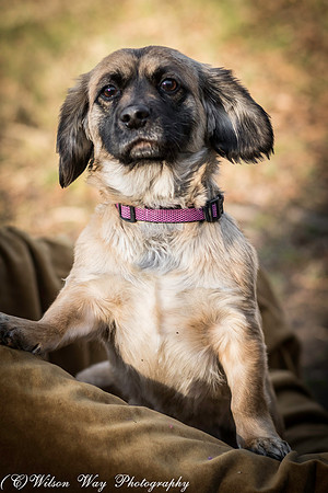 Foster Trudy