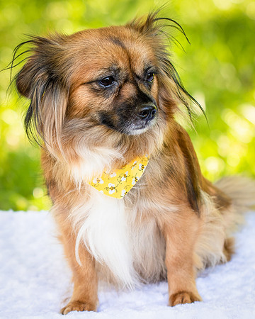 Foster Petunia-9220