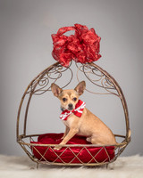 Foster Crouton-3913