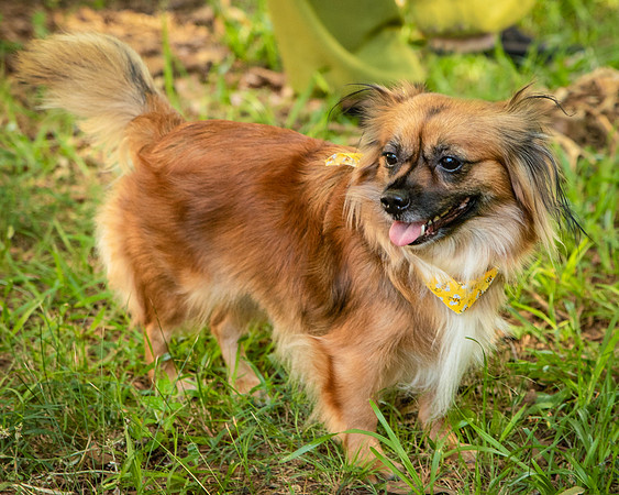 Foster Petunia-9429