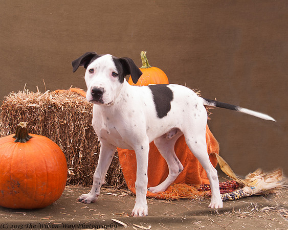 Foster Snoopy-6826