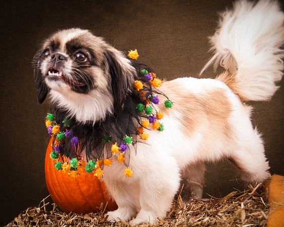 Foster Missy-7574