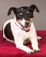Foster Pollyanna-3823