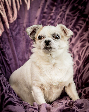 Foster Petey-9992