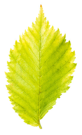Leaf_11