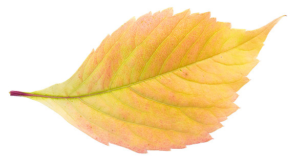 Leaf_16