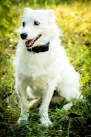 Foster Formiga-9603