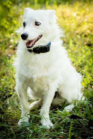 Foster Formiga-9603