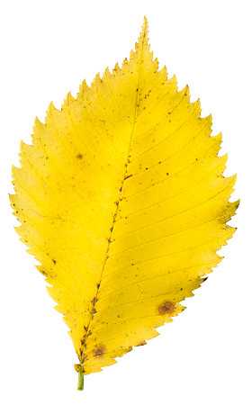 Leaf_6
