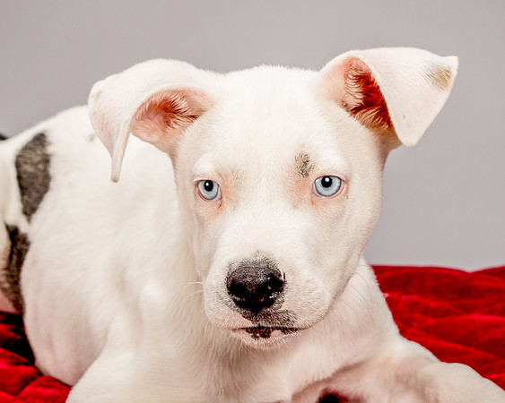 Foster Alvin-4756