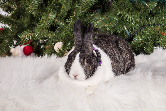 Foster Rabbit Penelope-4844