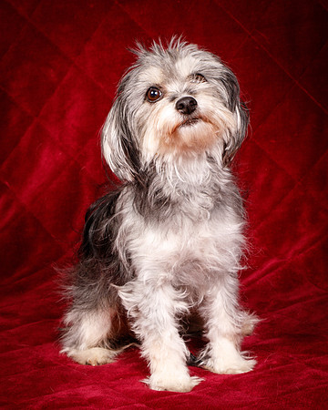 Foster Alex-6316