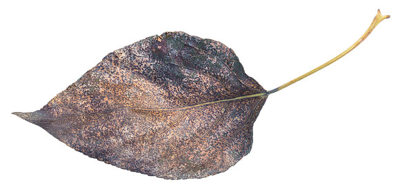 Leaf_9