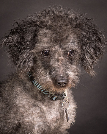 Foster Mokey-1731