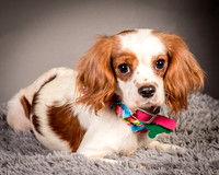 Foster josephina-3697