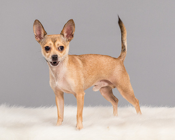 Foster Crouton-3740