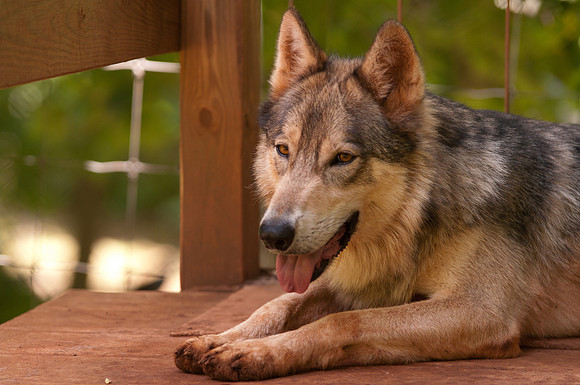 Wolf-9099