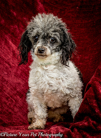 Foster Punky Brewster-3148