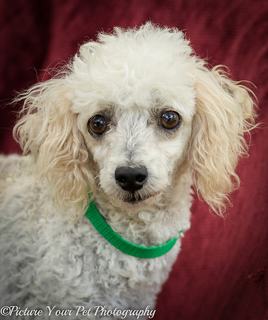 Foster Betty White-3039