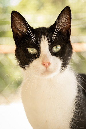 Darlington  Cats-9520