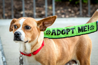 Foster Posie-0164