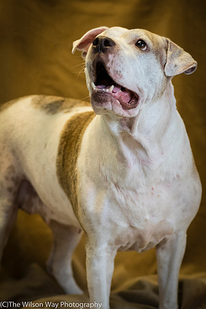 Foster Snickers-0211
