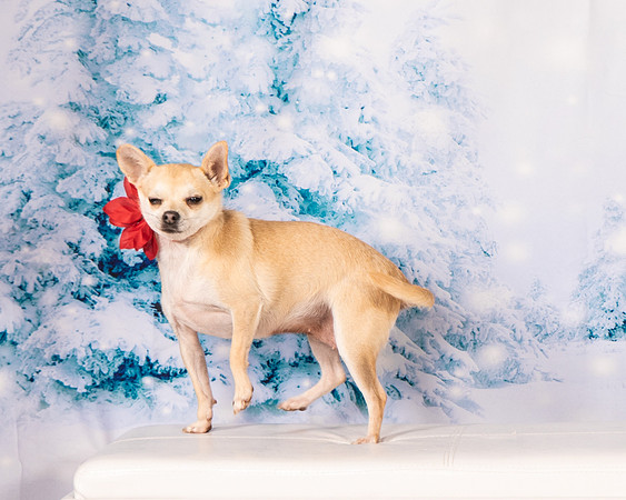 Foster Josefina-4610