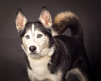 Bella-2411