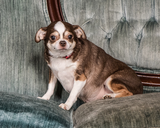 Foster Sophie-5241
