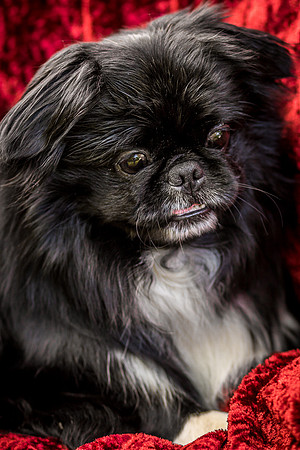 Foster Prince-0888