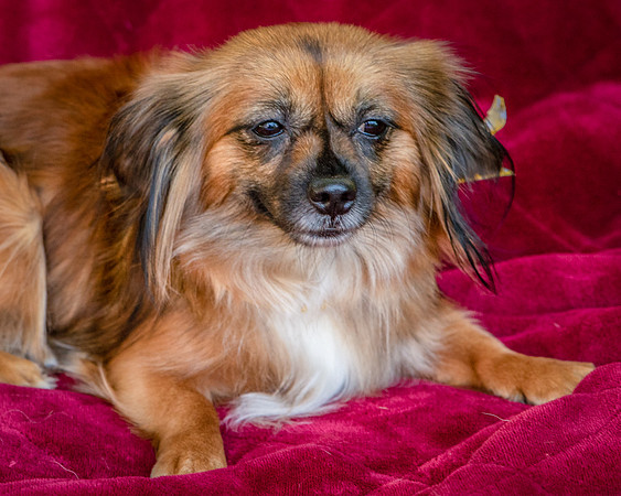 Foster Petunia-9378