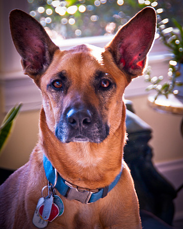 Roxy posing-3977