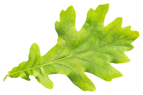 Leaf_27