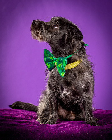 Foster Phoenix-5145