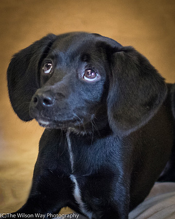 Foster Capri-0611