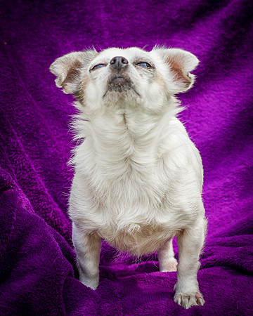 Foster Petey-8188
